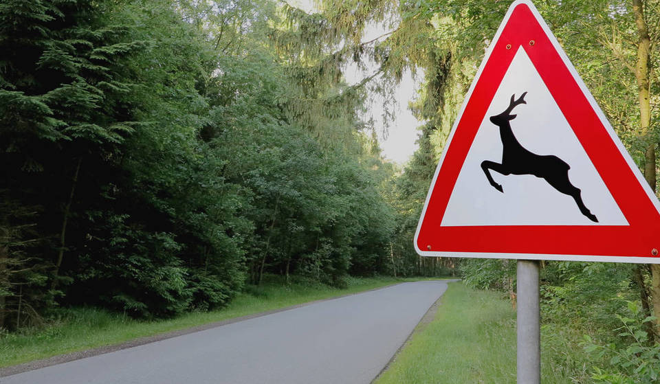 Las carreteras con más accidentes con animales en la Comunitat Valenciana