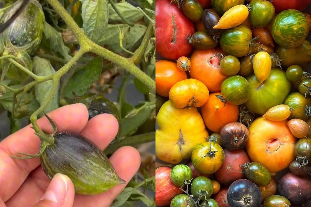 El huerto que organiza catas de tomates con pan, AOVE y vino a 1 hora de Valencia: sirven a los mejores restaurantes