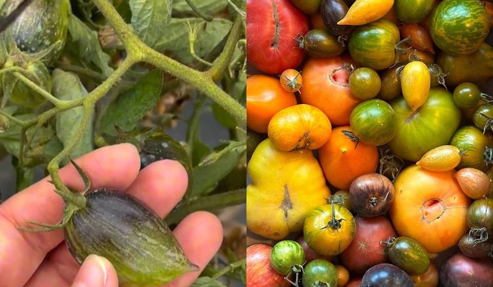 L’orto che organizza degustazioni di pomodori con pane, EVOO e vino a 1 ora da Valencia: servono i migliori ristoranti
