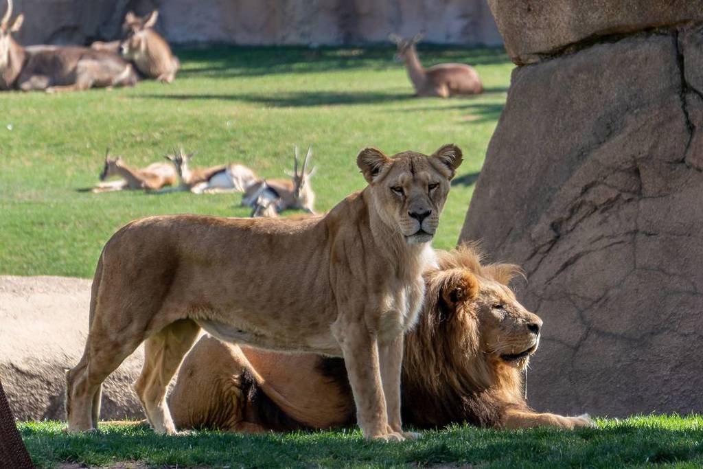 Entradas a Bioparc Valencia por solo 1 euro esta Navidad: cómo conseguirlas y hasta cuándo