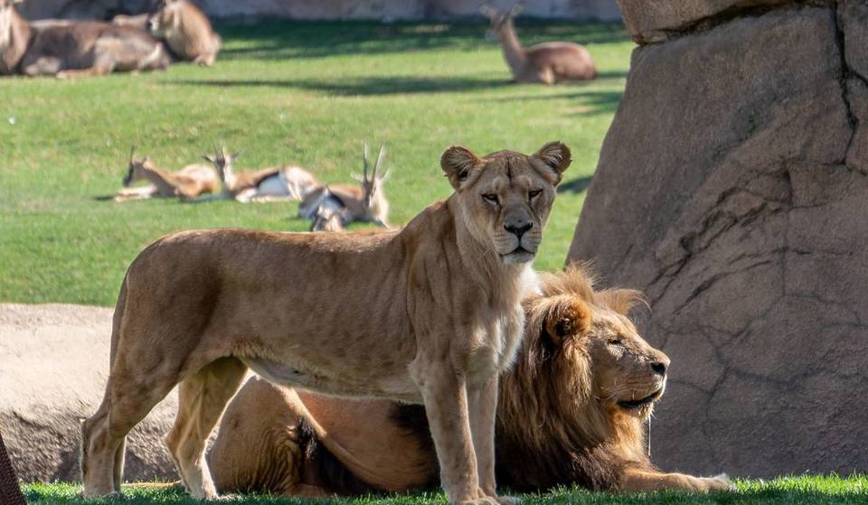 Tickets to Bioparc Valencia for only 1 euro this Christmas: how to get them and until when.
