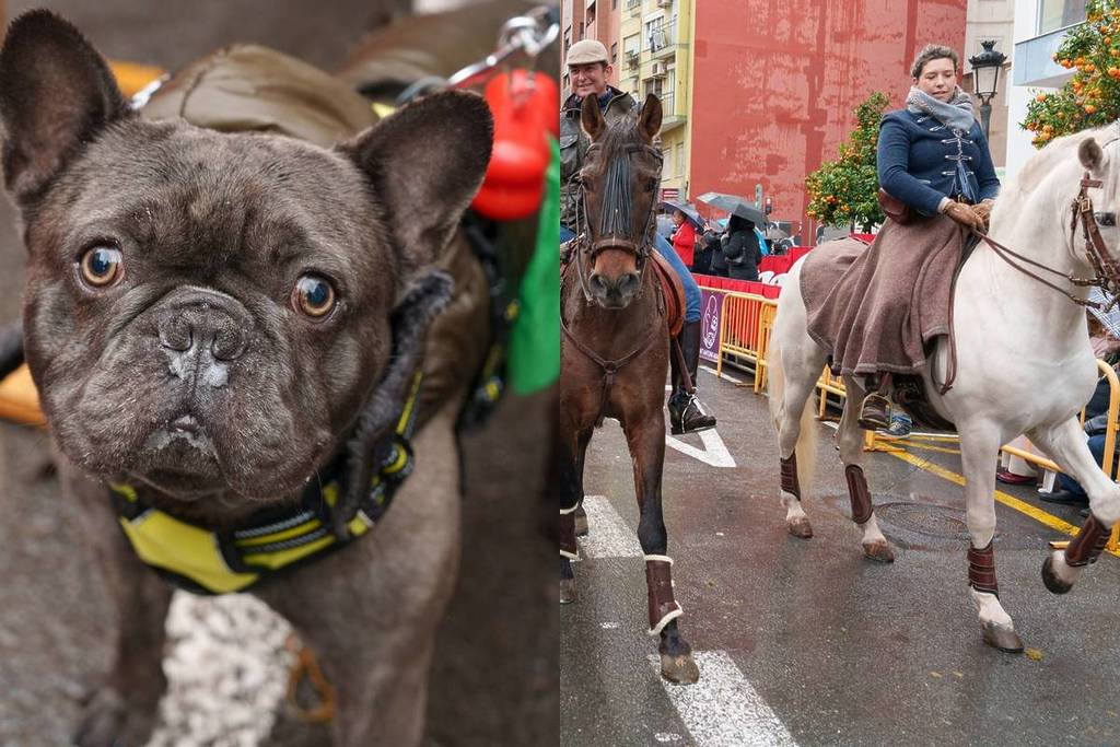 Solo este fin de semana: gran bendición de animales y mercado con gastronomía y productos artesanales en esta calle de Valencia