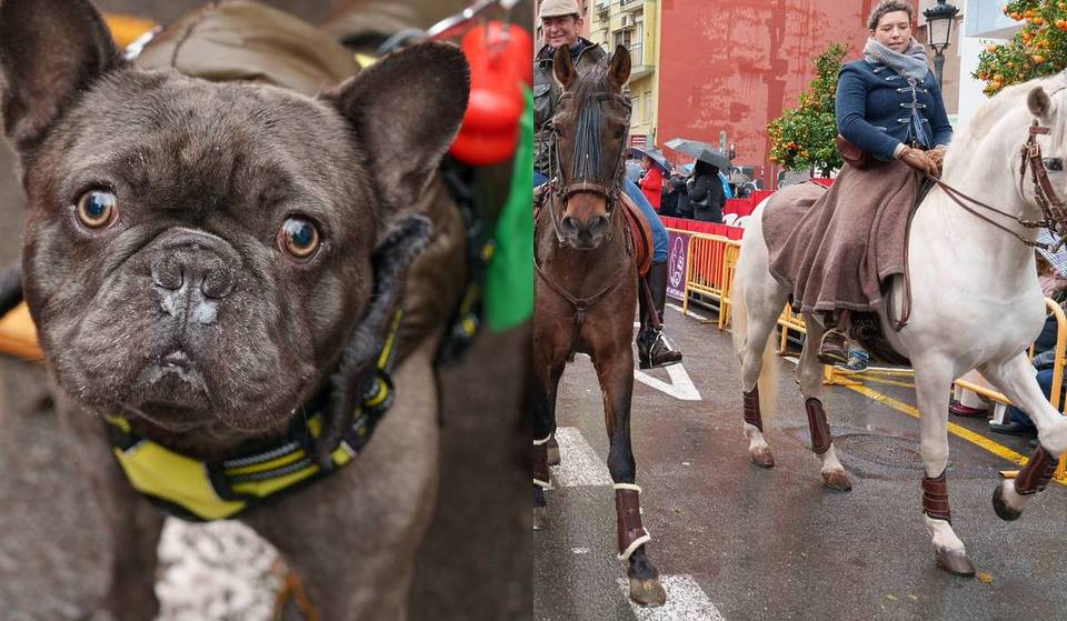 Solo questo fine settimana: grande benedizione degli animali e mercato con gastronomia e prodotti artigianali in questa strada di Valencia.