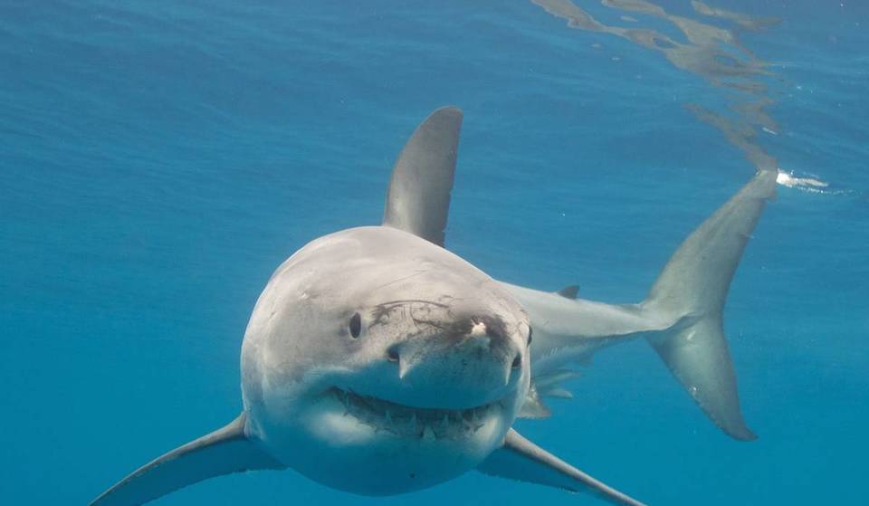 Confirmado: el tiburón blanco regresa a la costa valenciana y ha sido avistado cerca de esta isla