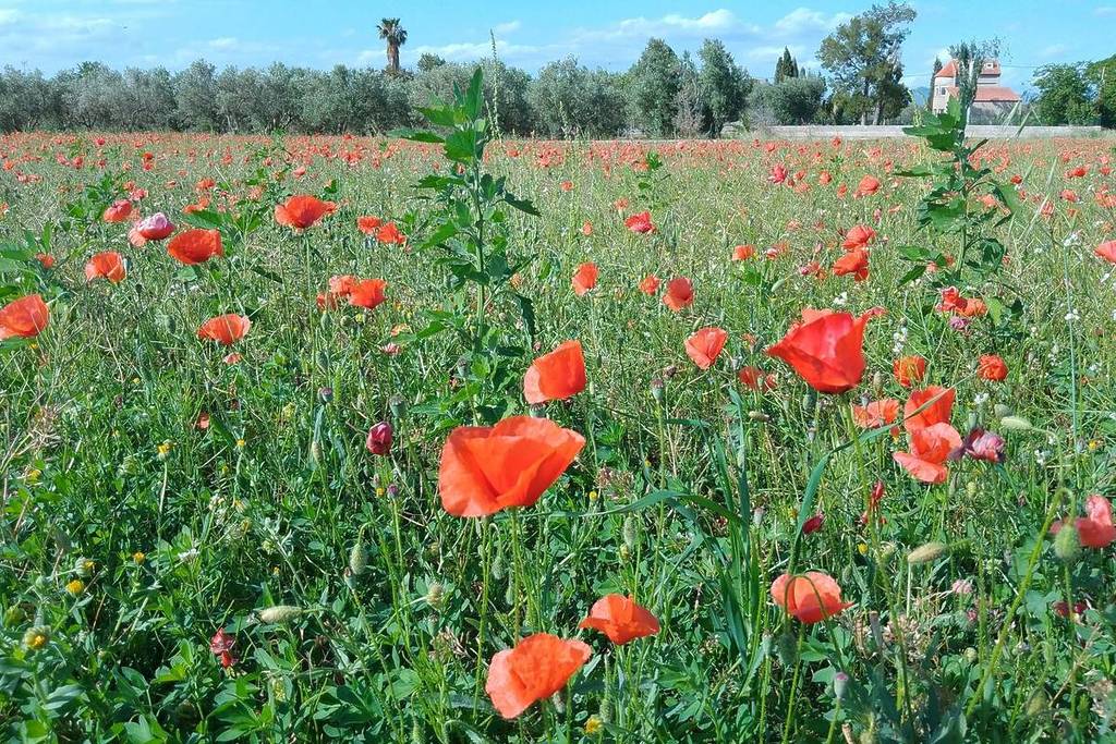 El rincón a 70 km de Valencia que se llena de amapolas cada primavera: la pedanía de Requena donde también florecen lavanda, girasoles y 37.000 hectáreas de viñedo