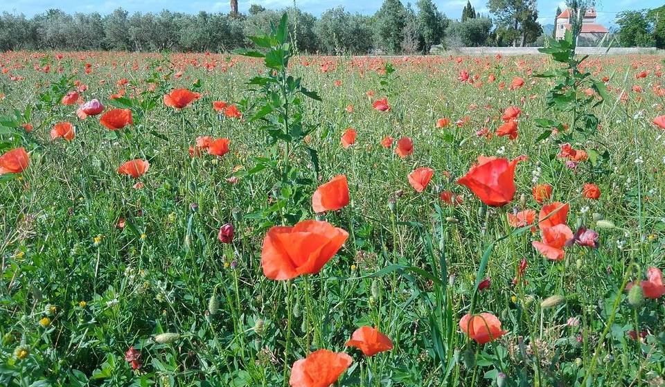 L’angolo a 70 km da Valencia che ogni primavera si riempie di papaveri: la frazione di Requena dove fioriscono anche lavanda, girasoli e 37.000 ettari di vigneti