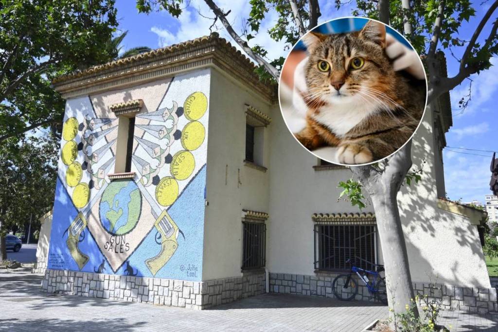 “È unico in Spagna”: apre a Valencia il primo centro pubblico dedicato esclusivamente ai gatti randagi, dotato di sala operatoria e radiografia