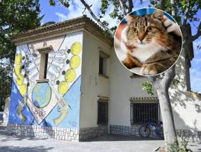 “It’s unique in Spain”: Valencia opens the first public center exclusively for stray cats, featuring an operating room and X-ray facilities