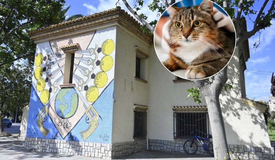 “Es único en España”: abre en Valencia el primer centro público exclusivo para gatos callejeros con quirófano y rayos X