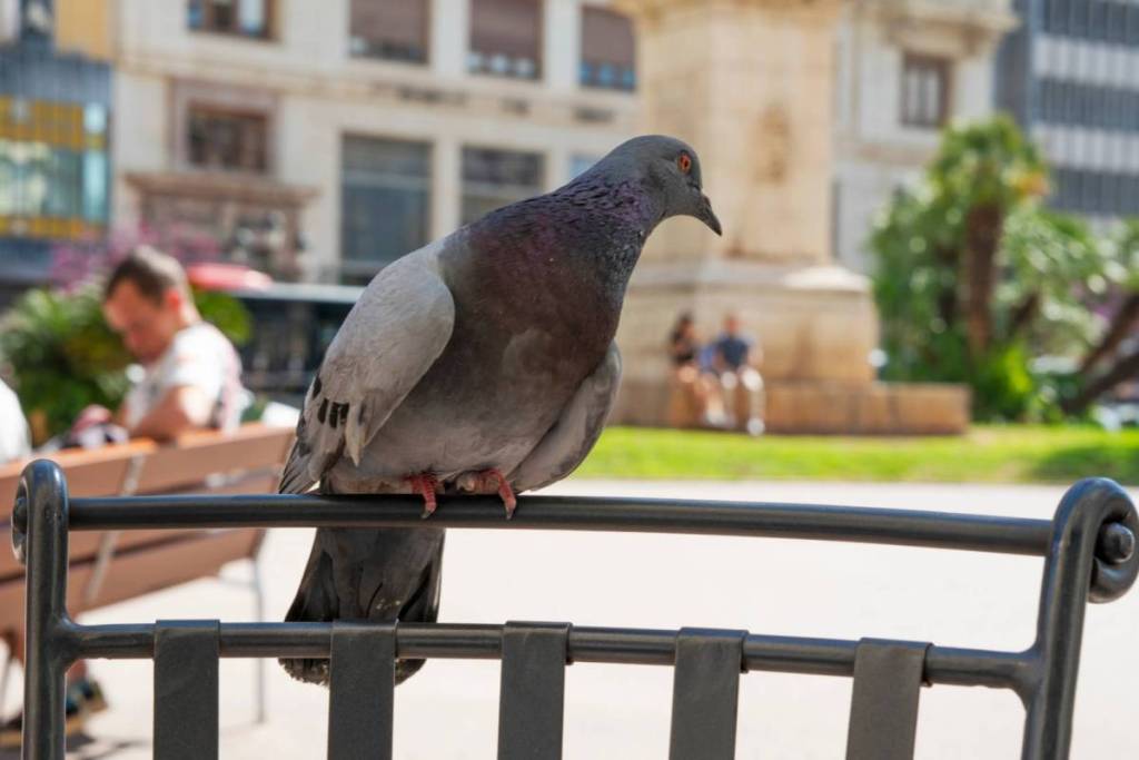 “No alimentes el problema”: la nueva campaña de Valencia con multas de hasta 3.000 euros por dar de comer a las palomas