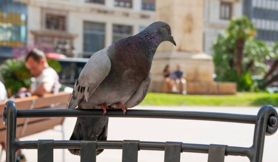 “Don’t feed the problem”: Valencia’s new campaign with fines of up to 3,000 euros for feeding pigeons