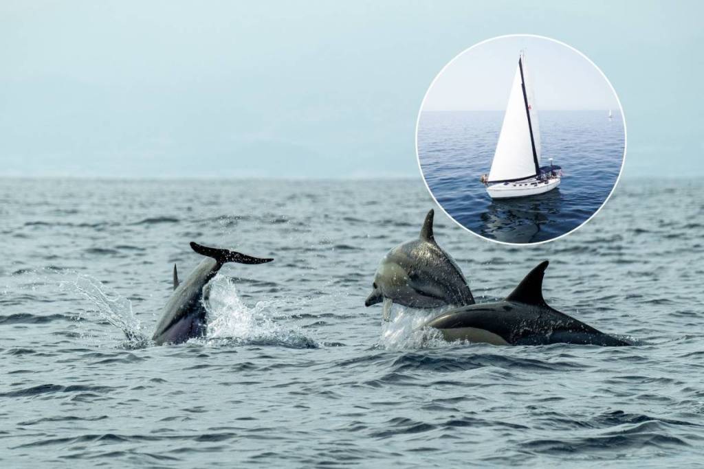 Up to 80 dolphins and whales together off the Valencian coast every summer: here’s how you can see them from a boat