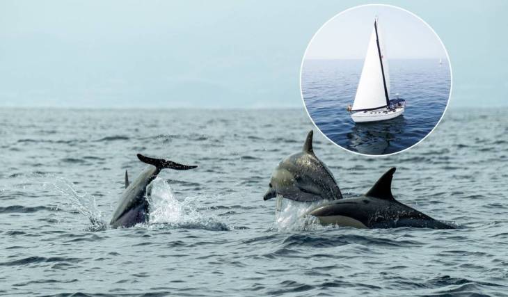Hasta 80 delfines y ballenas juntos frente a la costa valenciana cada verano: así puedes verlos desde un barco