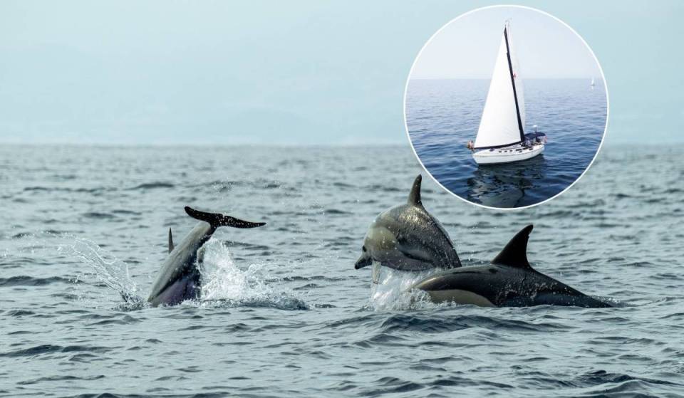Up to 80 dolphins and whales together off the Valencian coast every summer: here’s how you can see them from a boat