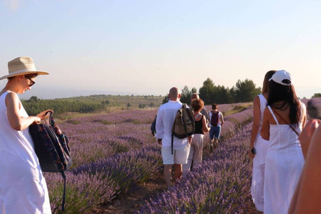 Ni Brihuega ni la Provenza: este rincón de Valencia abre sus campos privados de lavanda por 10 euros solo hasta el 19 de julio