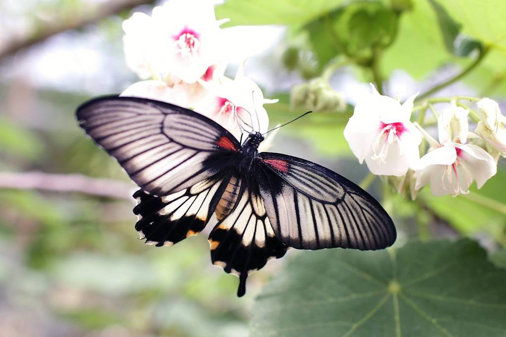 Schmetterling an einer Blume