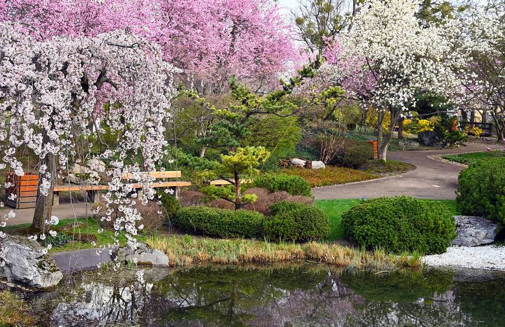 Setagaya Park in Vienna with cherry blossoms