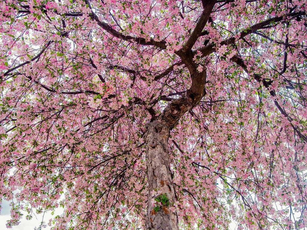 Cherry blossoms from below