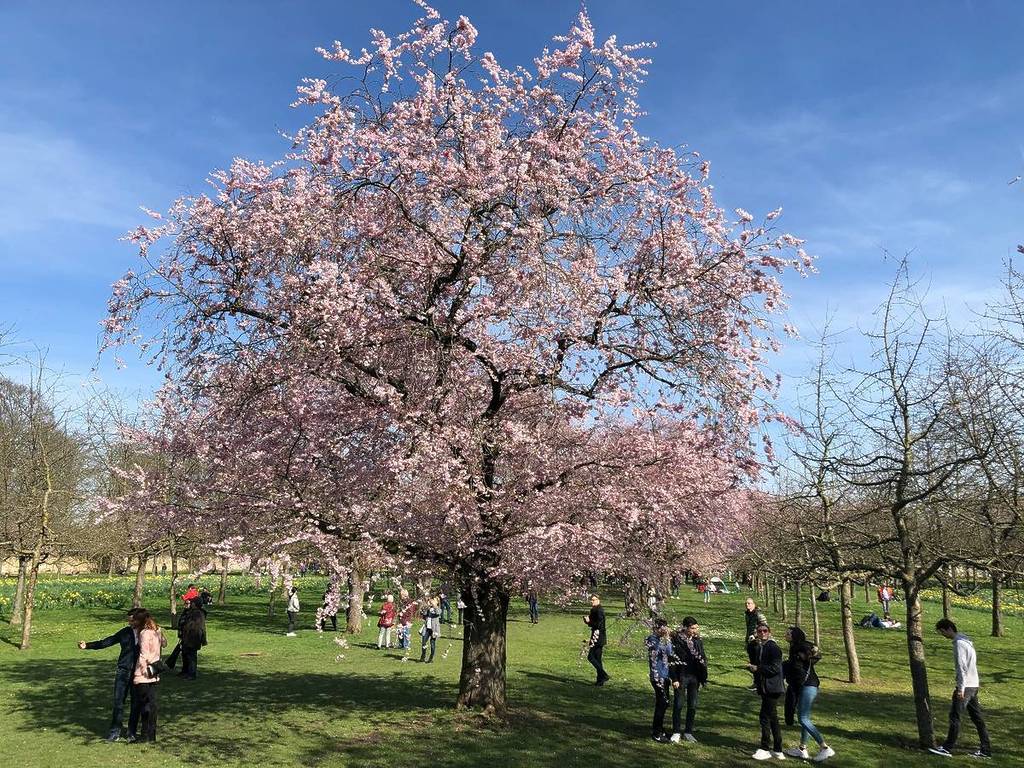 People around a cherry blossom tree