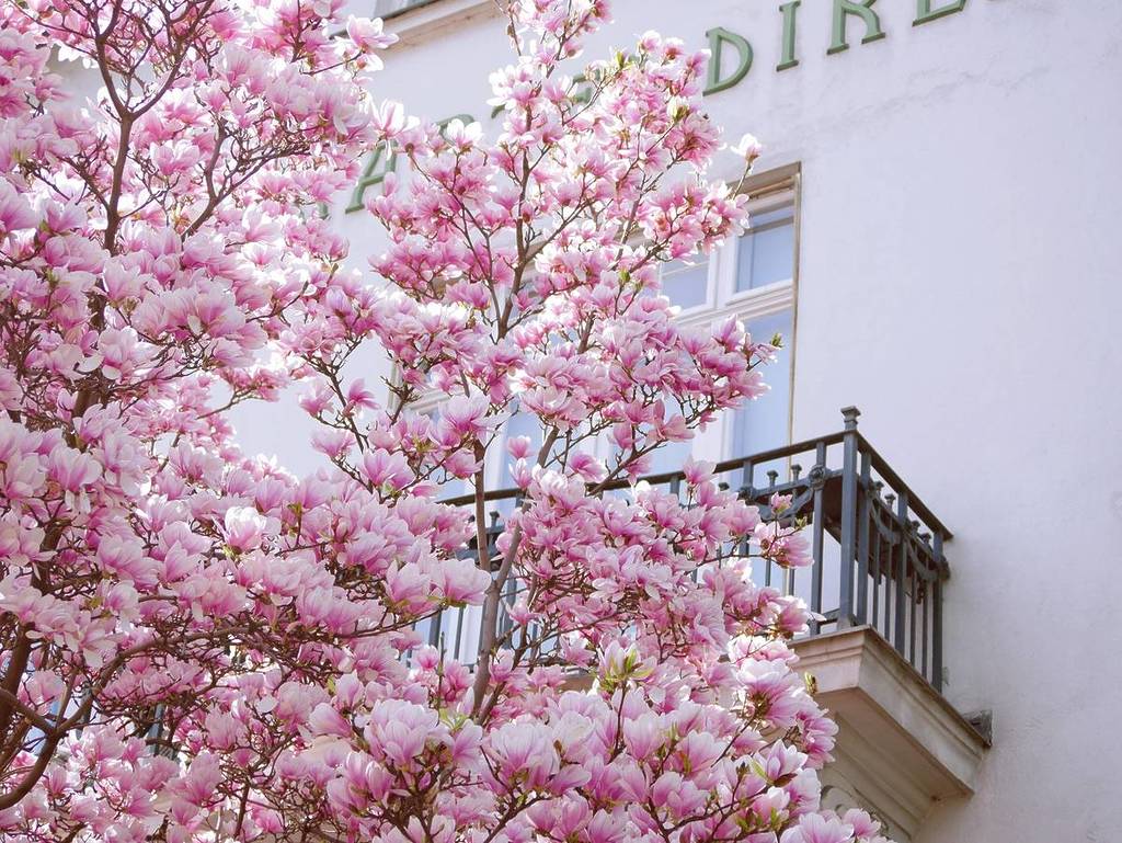 Cherry blossoms in Vienna’s City Park