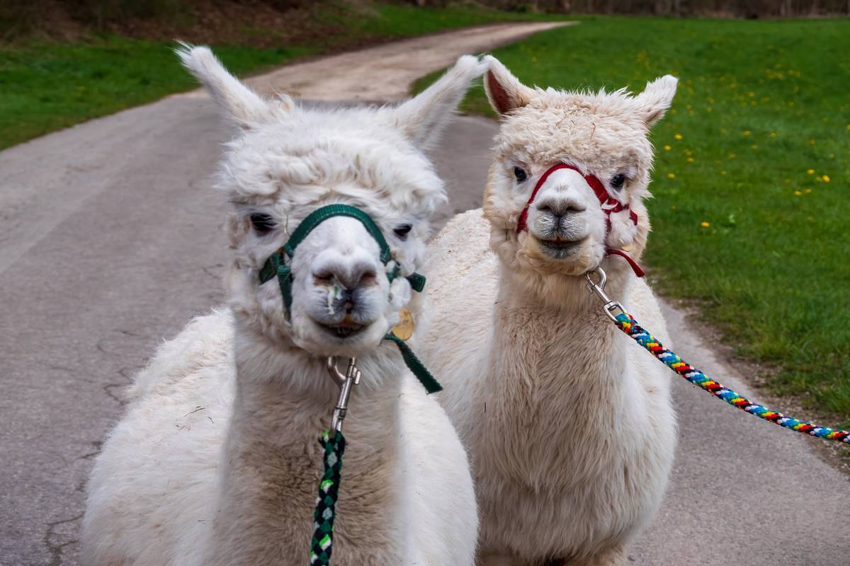 Alpaka Wanderung nahe Wien