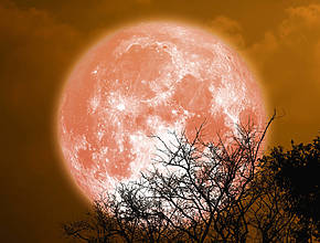 Heute Nacht schwebt der Erdbeermond über Wien &#8211; so könnt ihr das einmalige Naturereignis am Himmel entdecken