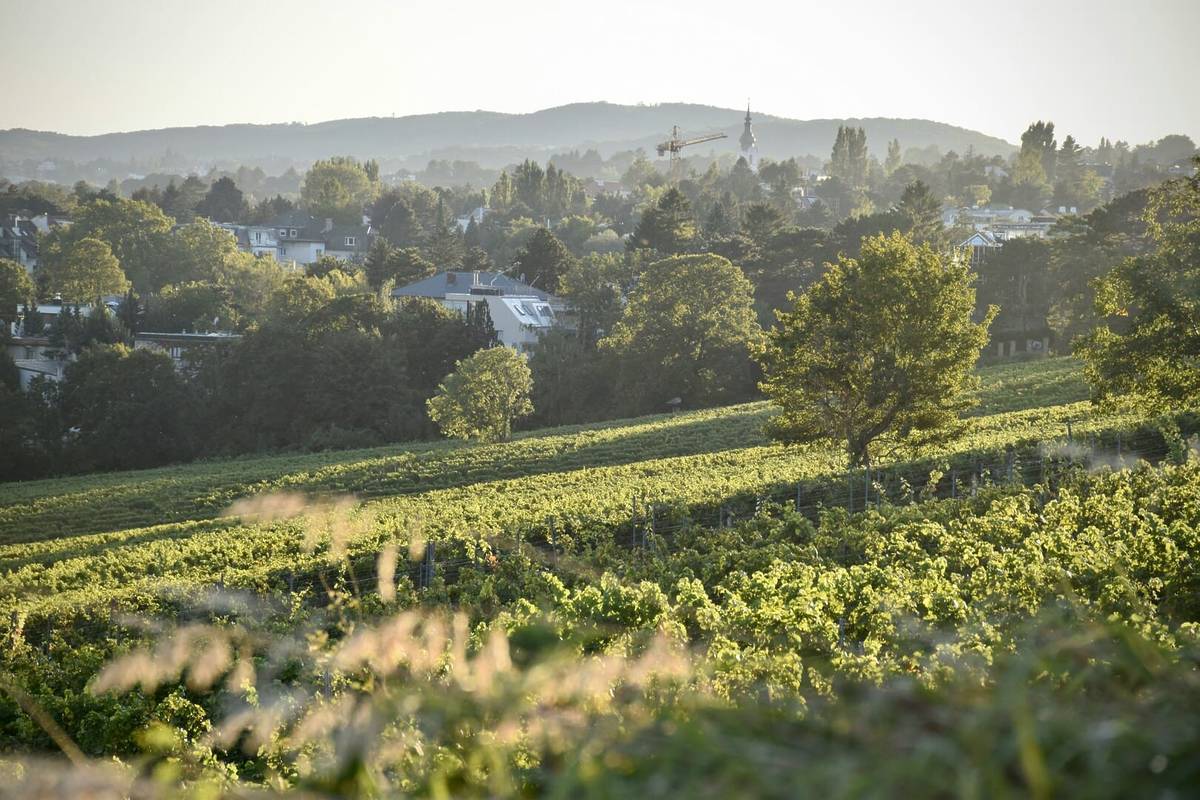 Wien Weinberge