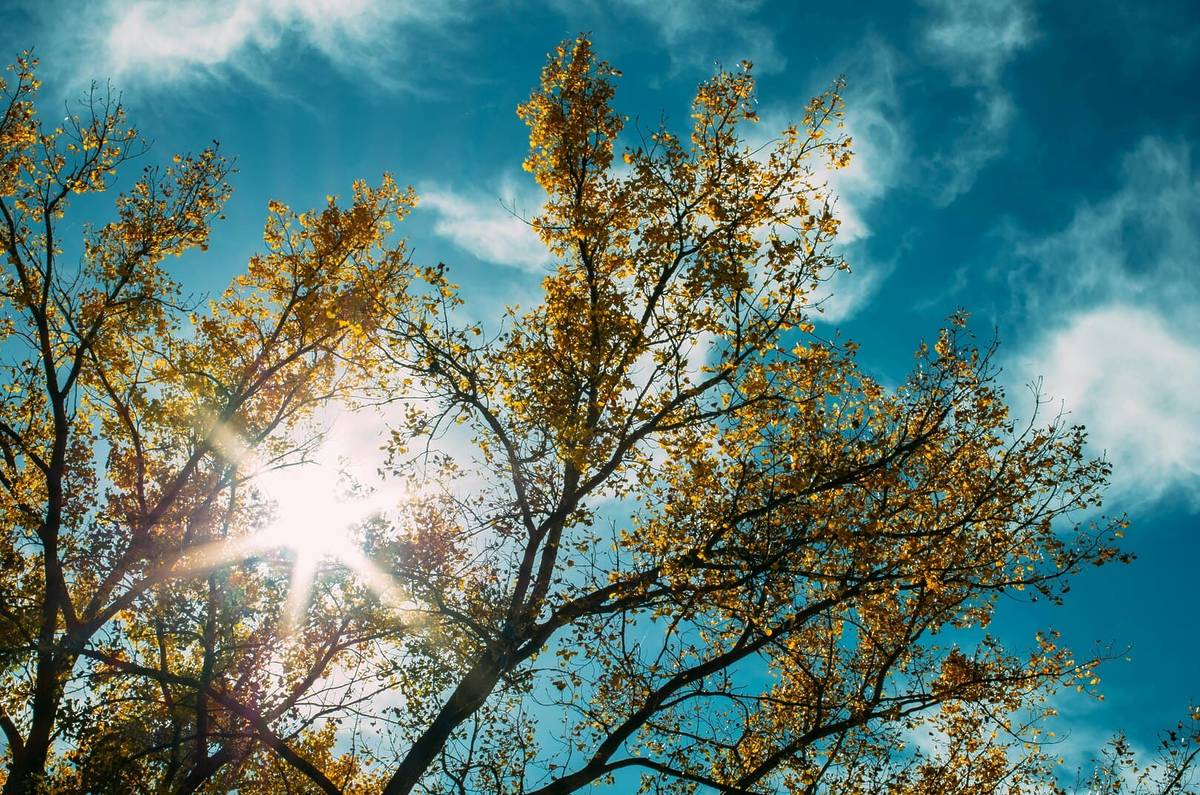 Bäume vor blauem Himmel am Klimaboulevard Thaliastraße