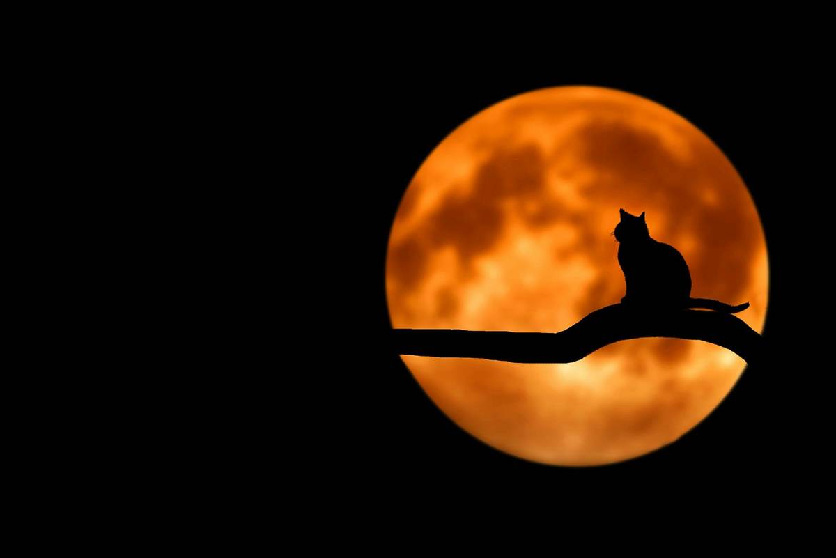 katze vor dem blutmond zum schulanfang