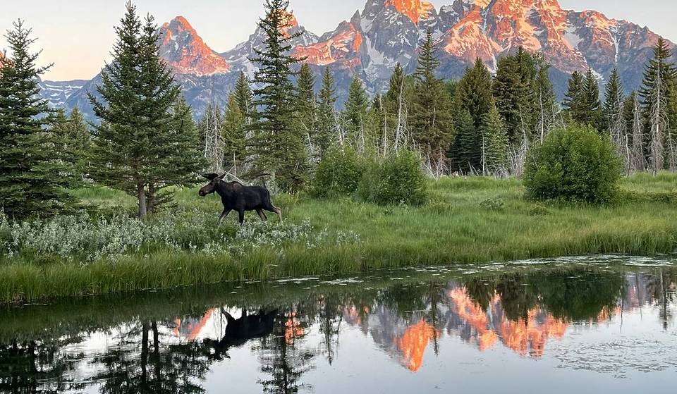 Good luck, Emil! How a wandering moose kept the whole of Austria on tenterhooks