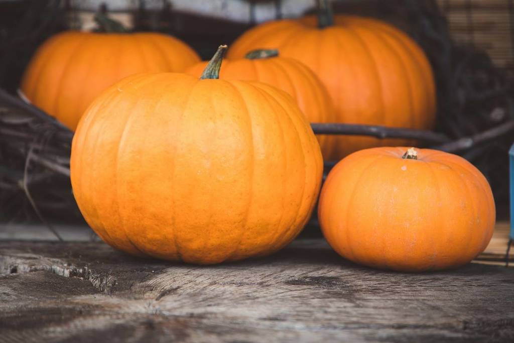 4 pumpkin farms around Vienna for fun fall outings with the family