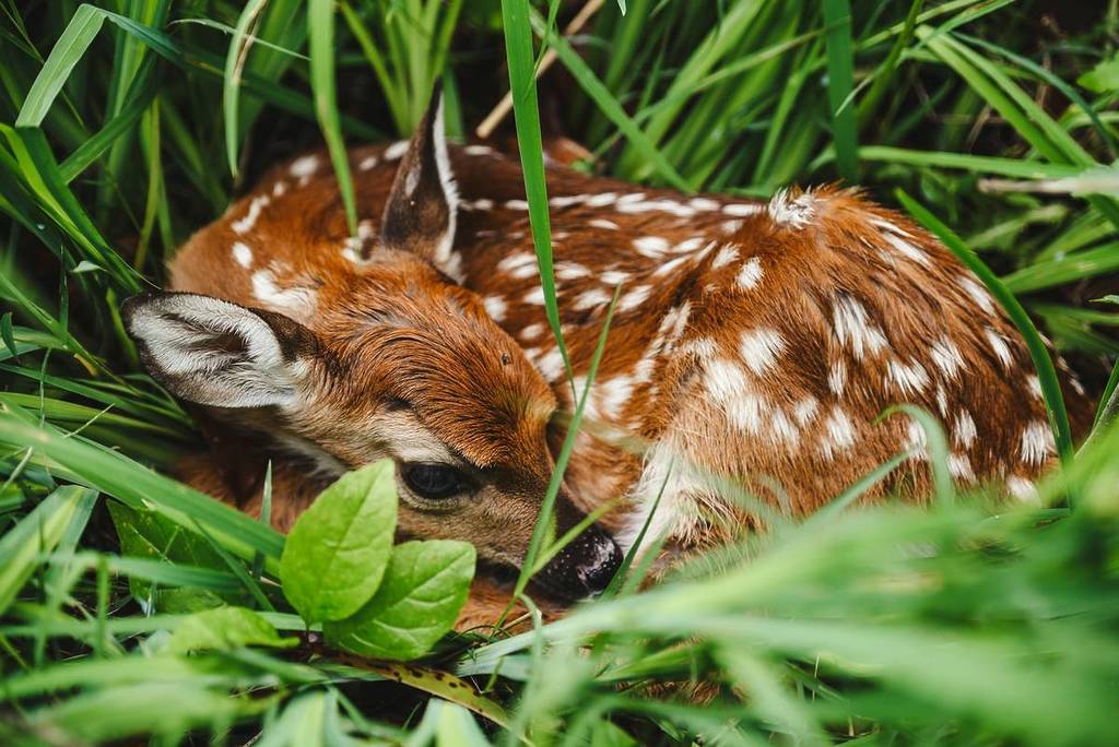fawn, Bambi