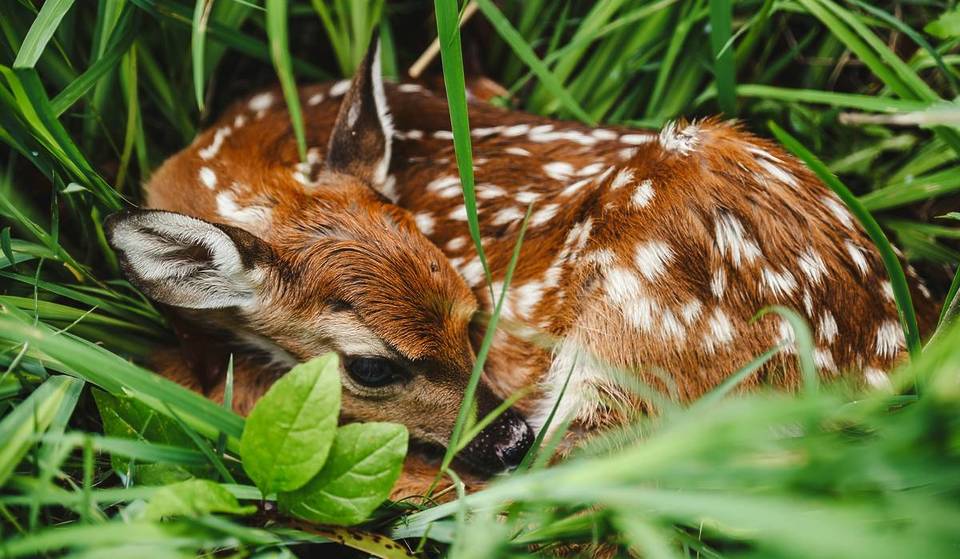 Ein österreichischer Roman erobert Disney: Wie „Bambi“ in Wien das Licht der Welt erblickte
