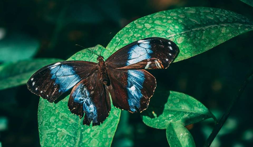 “Trip to the tropics”: Visit the 500 free-flying butterflies in the Palm House