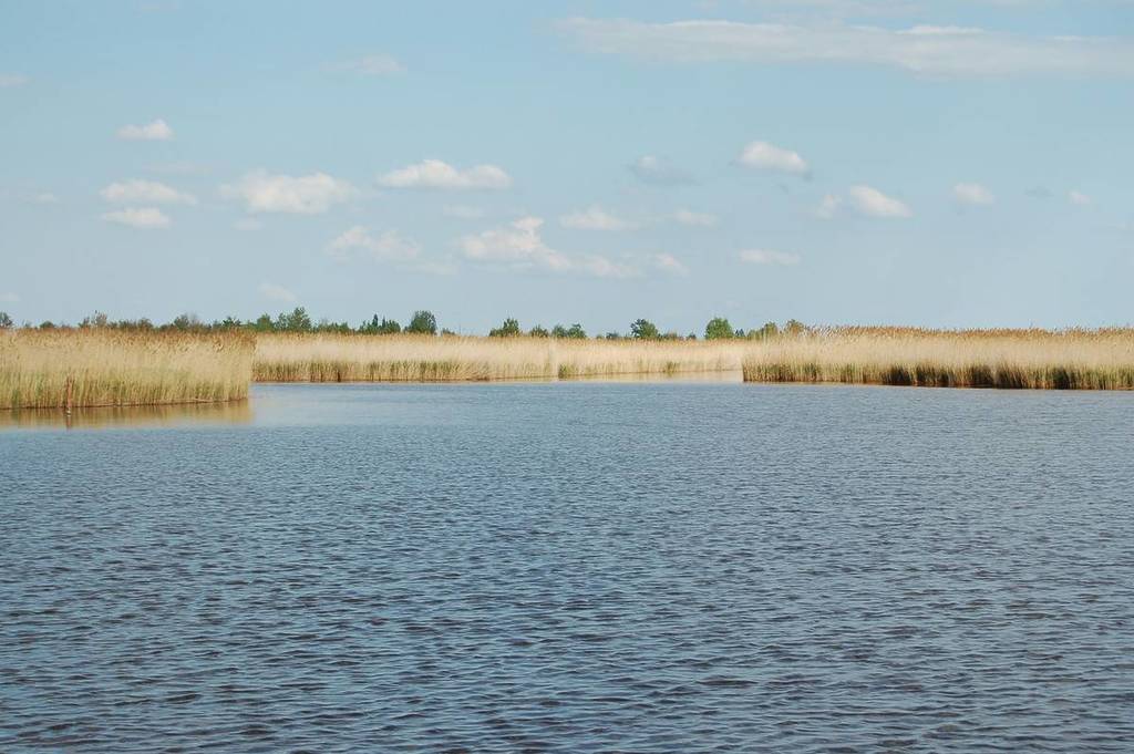 Reeds at Lake Neusiedl