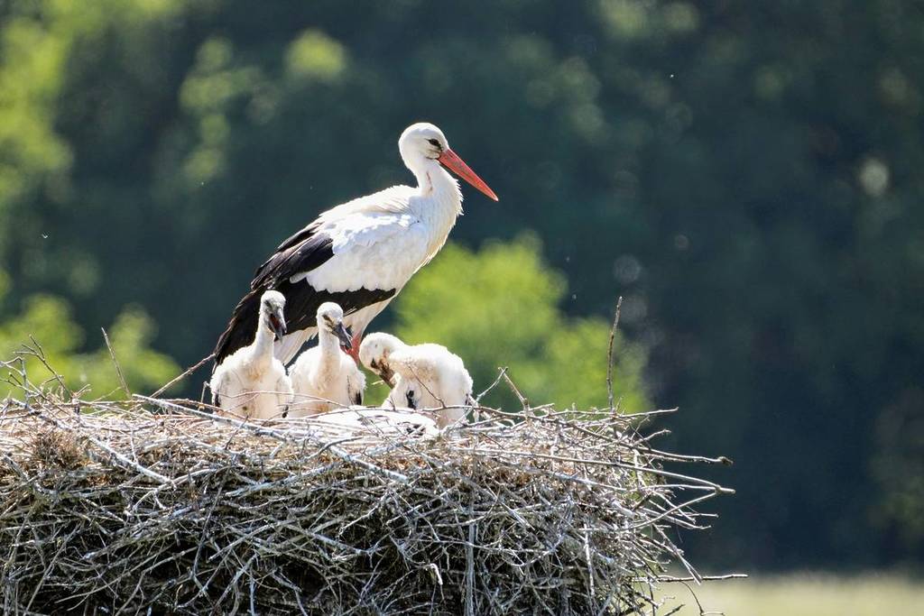 Stork with young storks in its nest