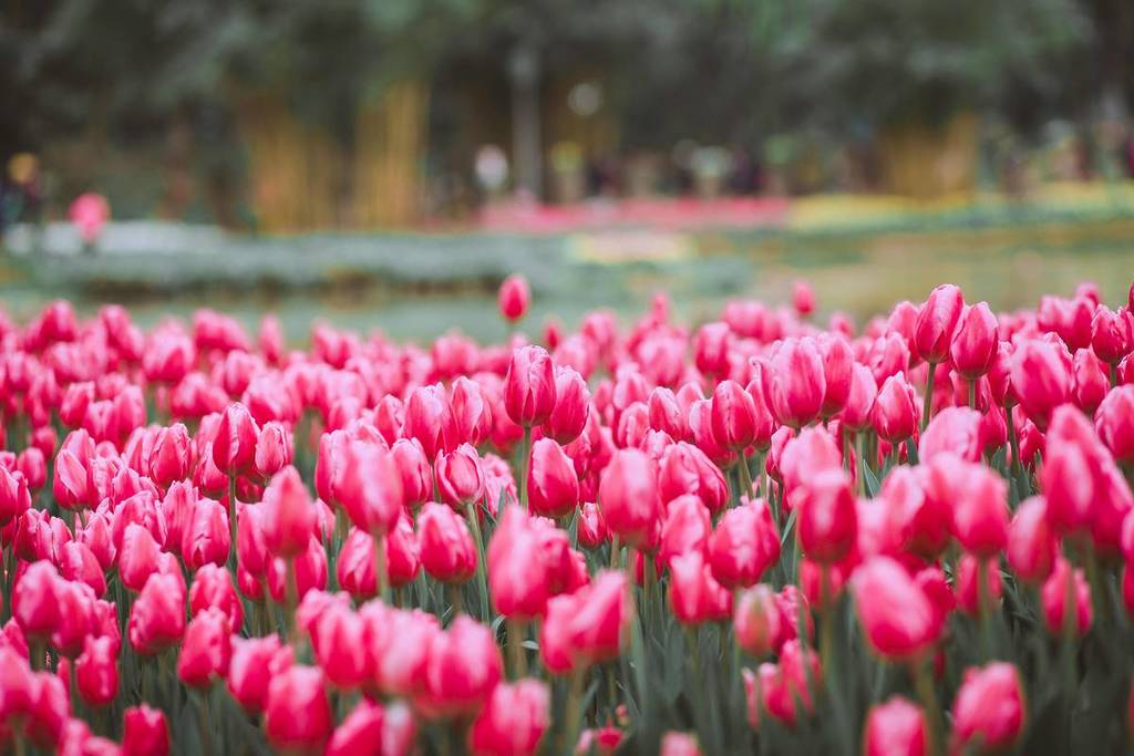 pinkes tulpenfeld in einem park