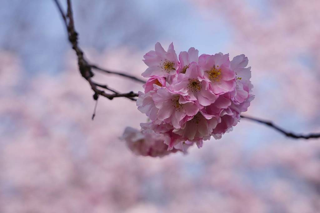 cherry blossoms up close