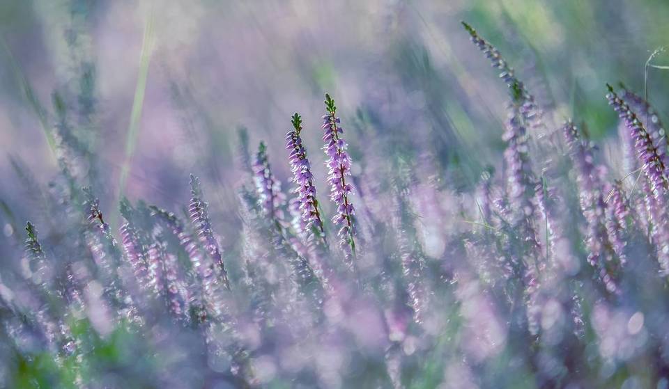 Lila Blütenpracht: Nur etwas über 2 Stunden von Wien wandert ihr durch ein sagenhaftes Blumenmeer, wenn die Erika in der Steiermark erblüht