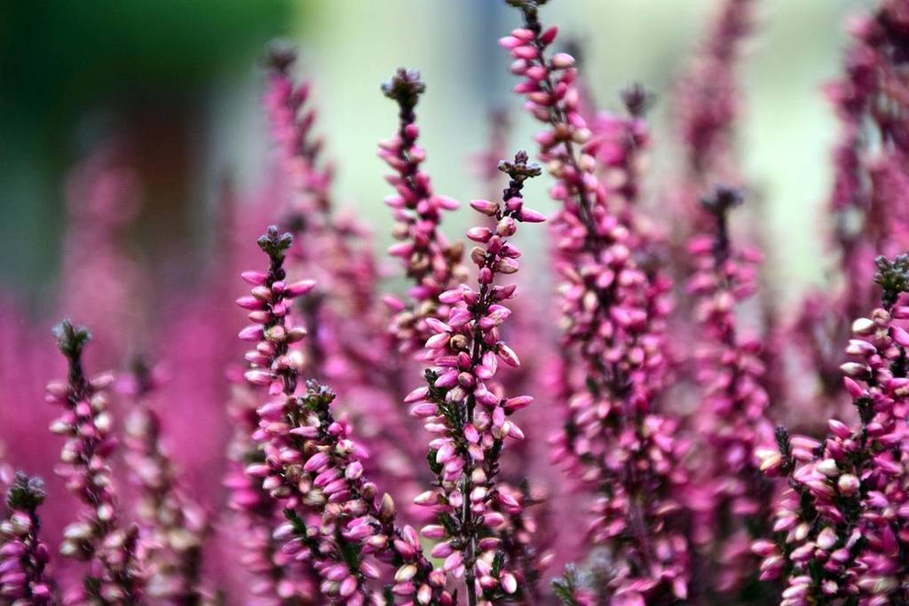 Heather in bloom in pink