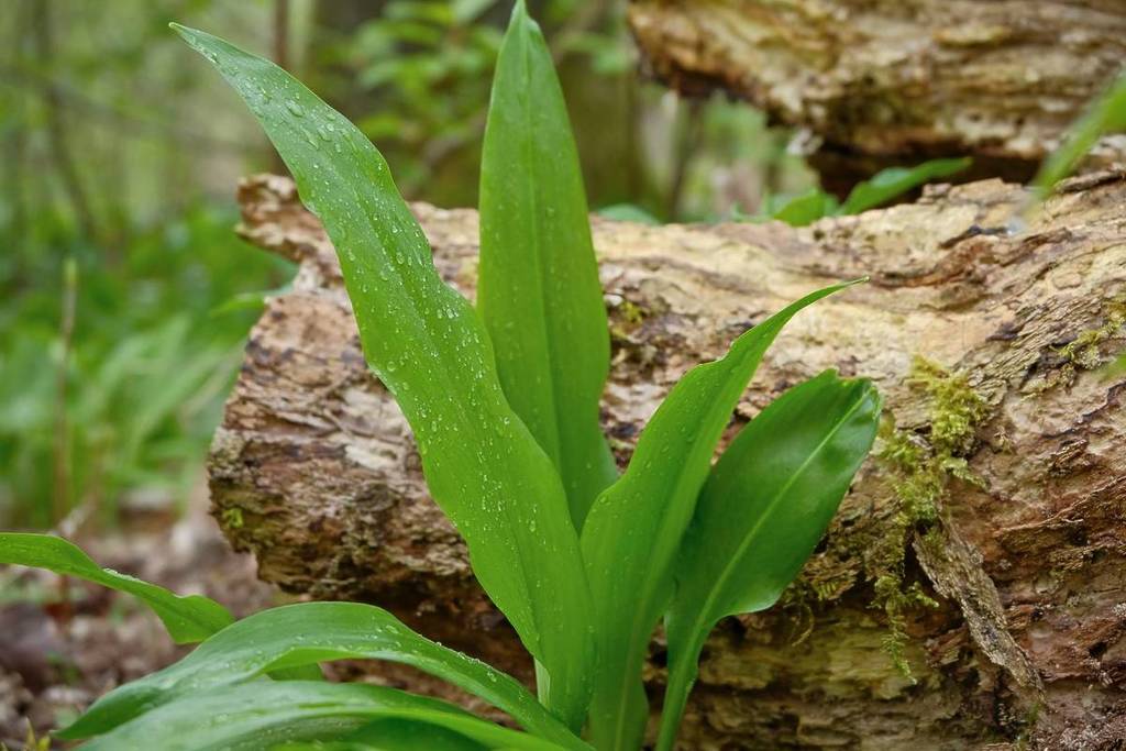 Wild Garlic Forest