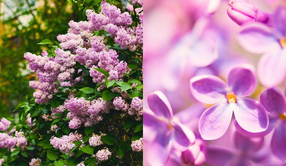 Vienna’s Secret Lilac Garden: Why You Must Visit This 60,000-Square-Meter Park in the 3rd District Right Now