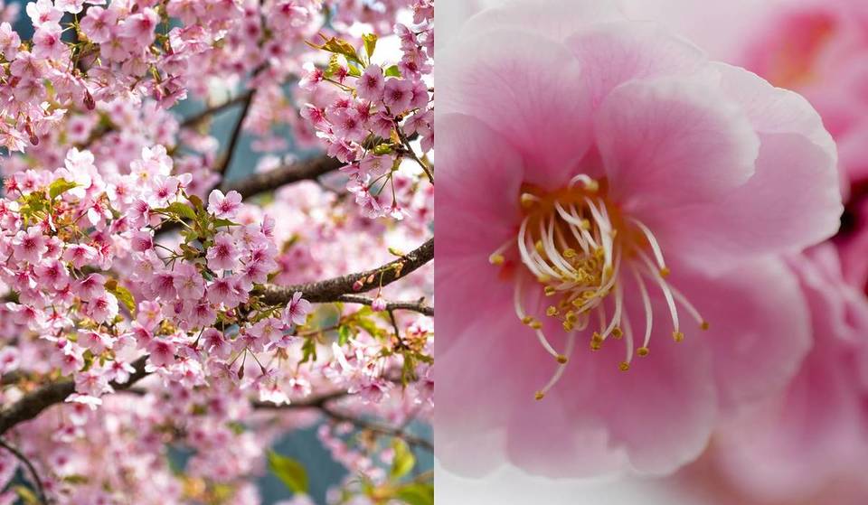„Rosa Blütenmeer wie in Japan“: Nur eine Stunde von Wien entfernt, verwandelt sich diese UNESCO-Region für wenige Tage in ein Frühlingsmärchen