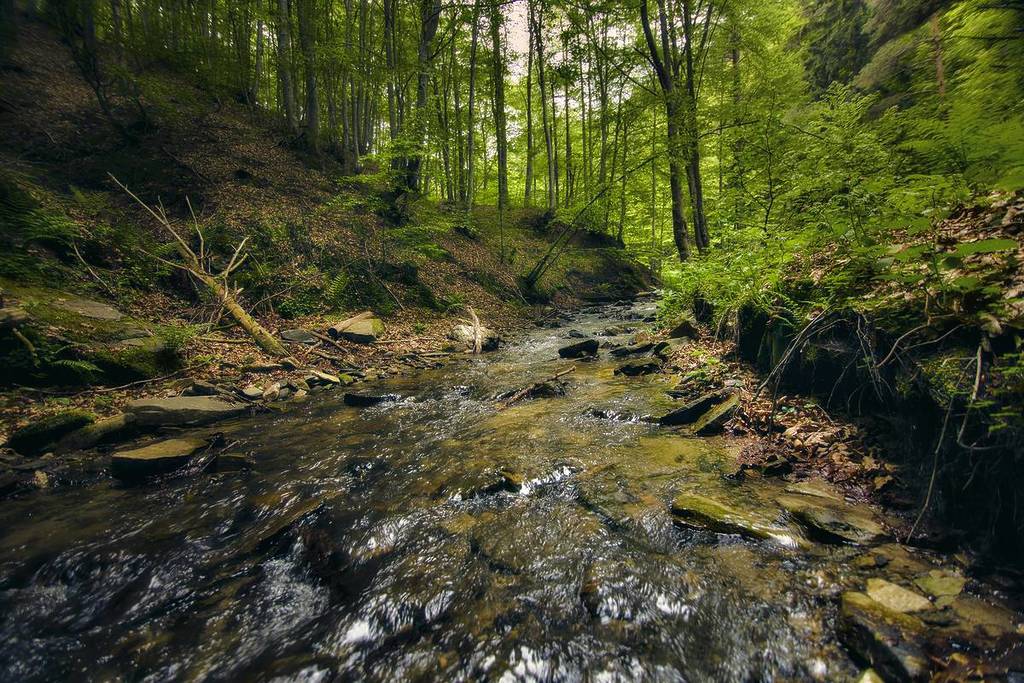 Wald