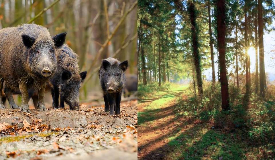 Nur 50 Minuten von Wien: Im ältesten Naturpark Österreichs spaziert ihr ohne Zäune auf 350 Hektar direkt zwischen freilaufenden Wildschweinen