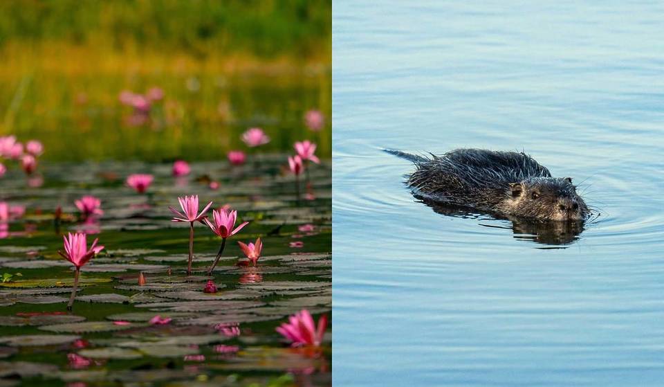„Es ist wie im Amazonas“ – Nur 20 Minuten von Wien entfernt könnt ihr dieses wunderschöne, versteckte Naturparadies mit Tausenden von Seerosen entdecken, in dem Biber und Eisvögel zu Hause sind