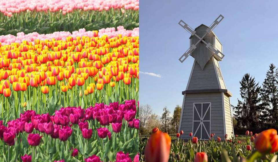 „Es sieht aus wie in Holland“ Nur 20 Minuten von Wien entfernt bilden 500.000 Tulpen ein farbenfrohes Blumenmeer – aber beeilt euch, dieses einmalige Ereignis dauert nur noch sehr kurze Zeit.
