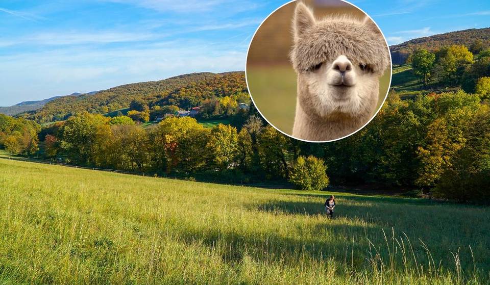 The Lord of the Rings meets the Vienna Woods: On this 2-hour hike near Vienna, these special animal companions will accompany you