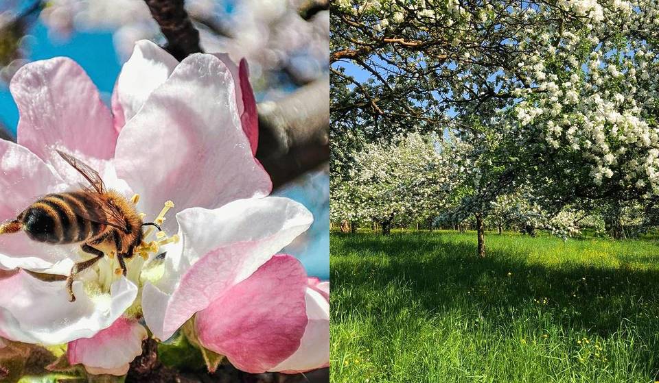 “It looks like paradise”: Just 90 minutes from Vienna, millions of blossoms form a sea of pink—but hurry, this event lasts only one weekend