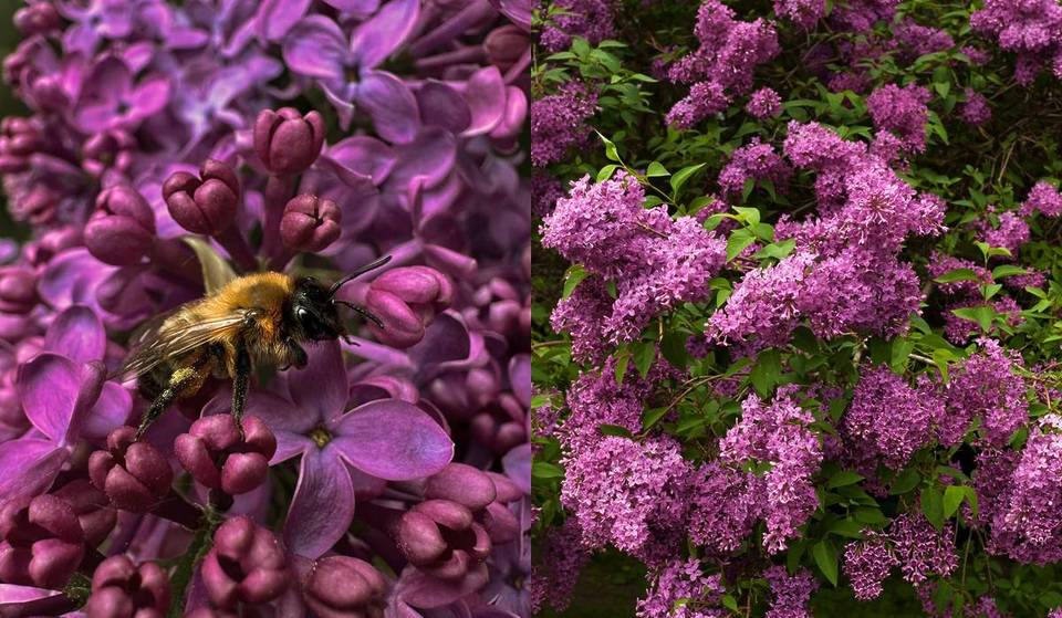 Mitten in Wien zur dichtesten Fliederblüte der Stadt: Dieser historische Ort duftet im Frühling am besten und verwandelt die ganze Fläche in ein lila Blütenmeer!